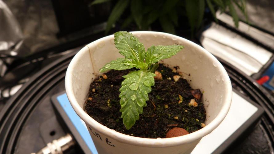 GoodGenetix Permanent-G Automatic. Week 2