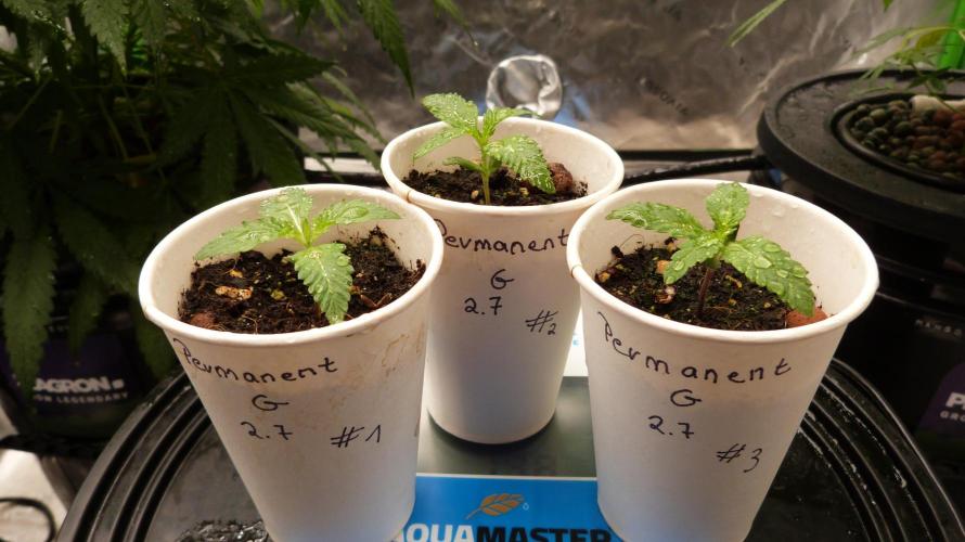 GoodGenetix Permanent-G Automatic. Week 2