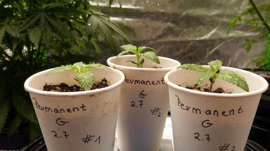 GoodGenetix Permanent-G Automatic. Week 2