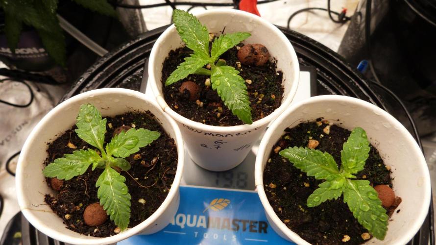 GoodGenetix Permanent-G Automatic. Week 2