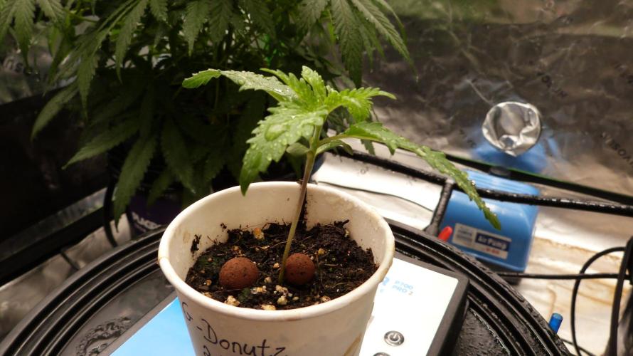 GoodGenetix G-Donutz Automatic. Week 2
