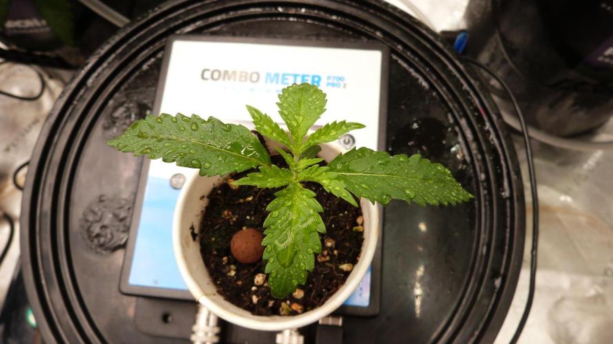 GoodGenetix G-Donutz Automatic. Week 2