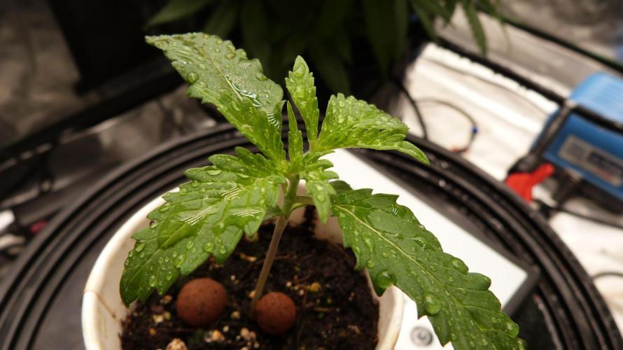 GoodGenetix G-Donutz Automatic. Week 2