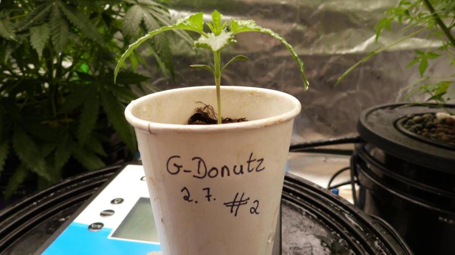 GoodGenetix G-Donutz Automatic. Week 2