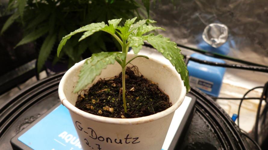 GoodGenetix G-Donutz Automatic. Week 2