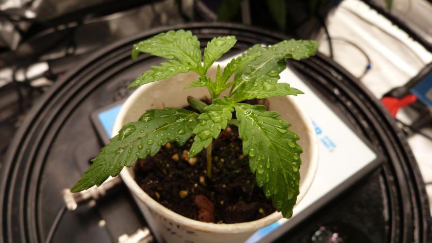 GoodGenetix G-Donutz Automatic. Week 2