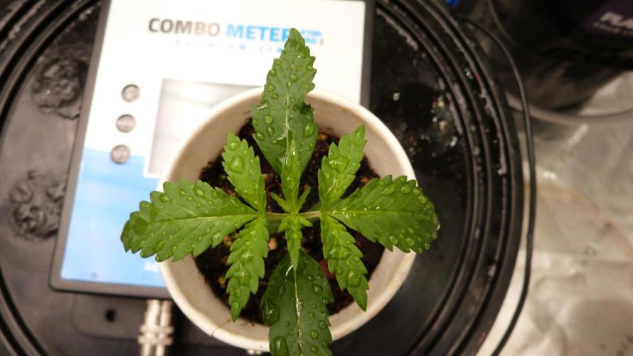 GoodGenetix G-Donutz Automatic. Week 2