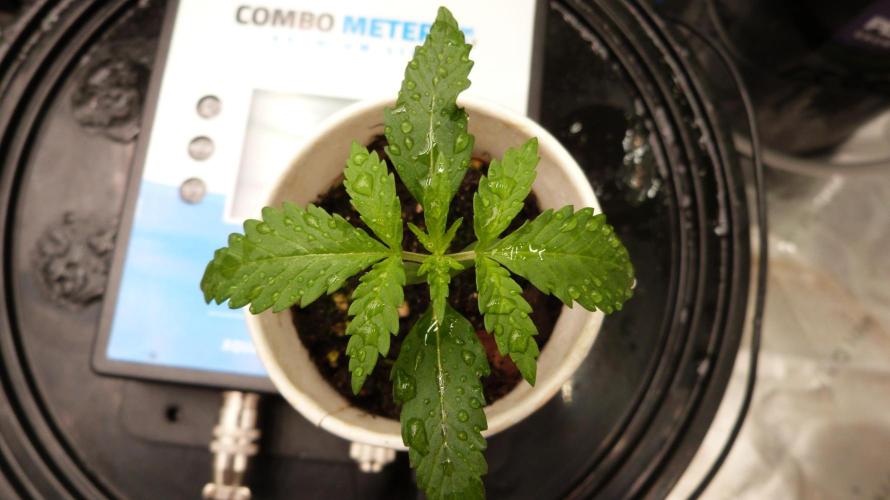 GoodGenetix G-Donutz Automatic. Week 2