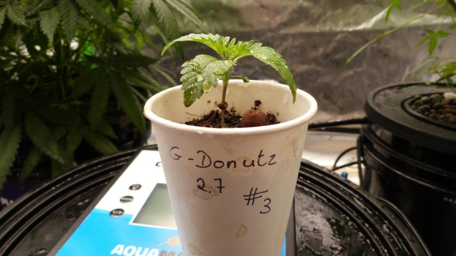 GoodGenetix G-Donutz Automatic. Week 2