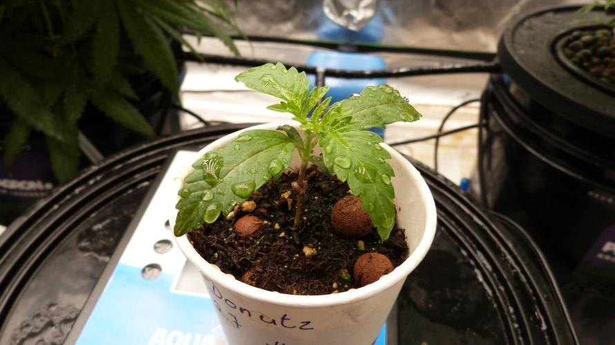 GoodGenetix G-Donutz Automatic. Week 2