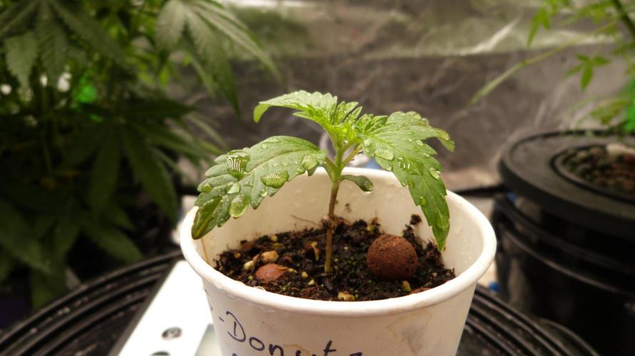 GoodGenetix G-Donutz Automatic. Week 2