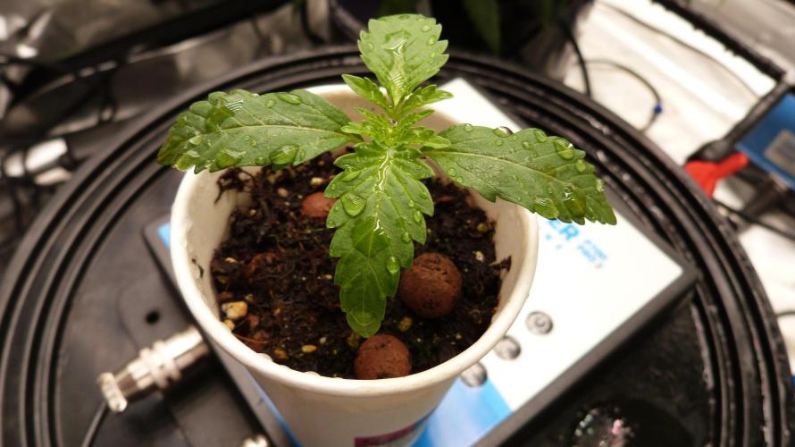 GoodGenetix G-Donutz Automatic. Week 2