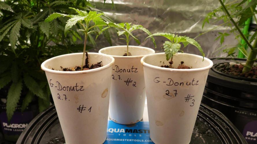 GoodGenetix G-Donutz Automatic. Week 2
