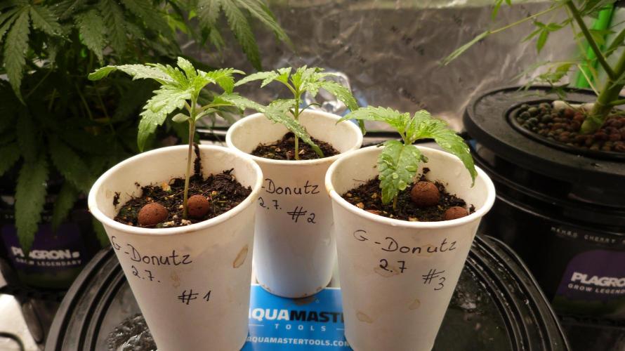 GoodGenetix G-Donutz Automatic. Week 2