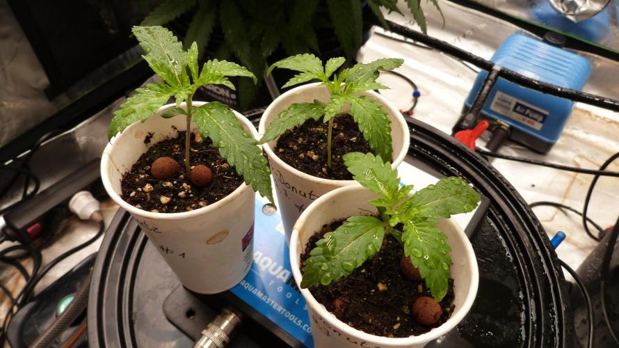 GoodGenetix G-Donutz Automatic. Week 2