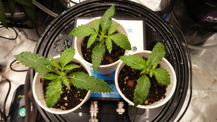 GoodGenetix G-Donutz Automatic. Week 2