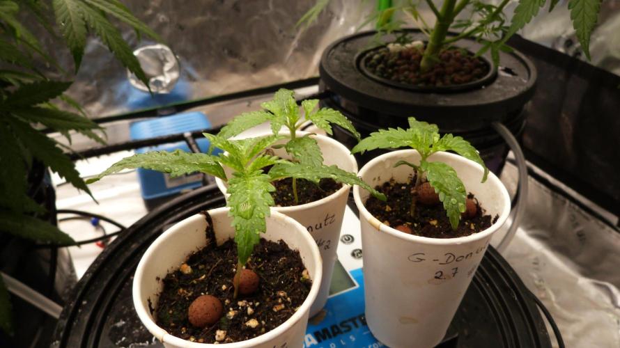 GoodGenetix G-Donutz Automatic. Week 2