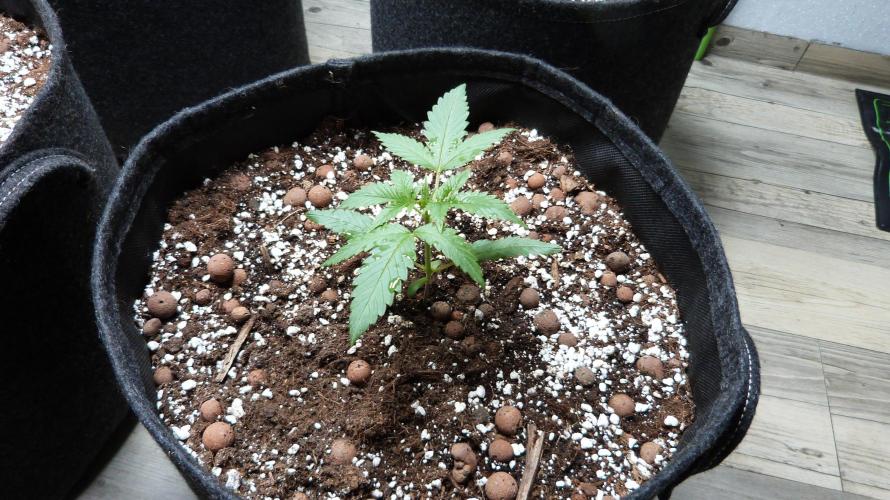 GoodGenetix G-Donutz Automatic. Week 3