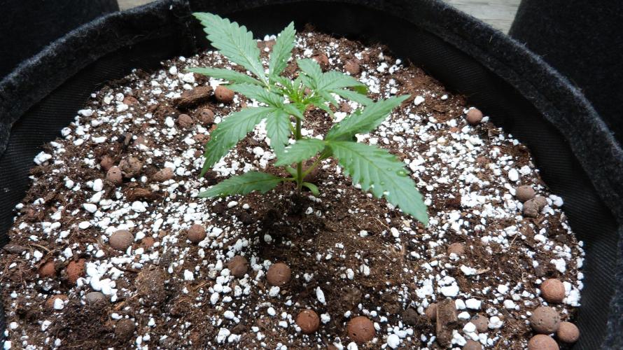 GoodGenetix G-Donutz Automatic. Week 3