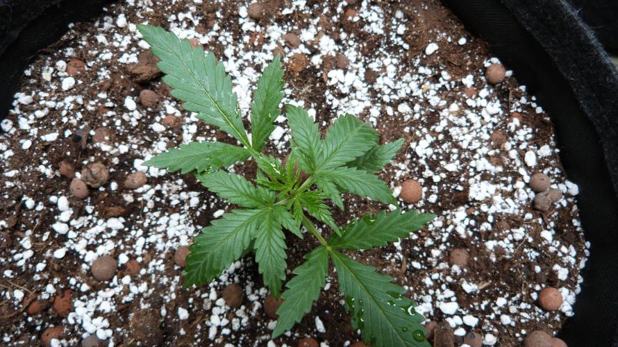 GoodGenetix G-Donutz Automatic. Week 3
