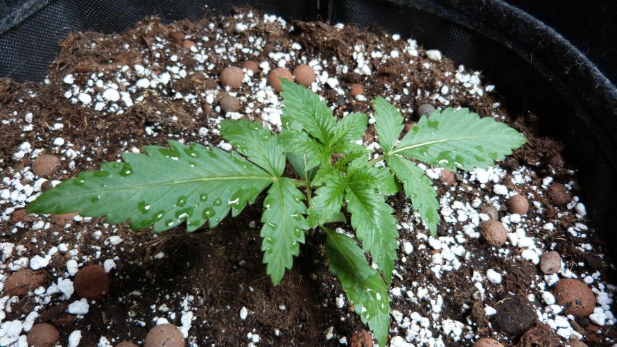GoodGenetix G-Donutz Automatic. Week 3