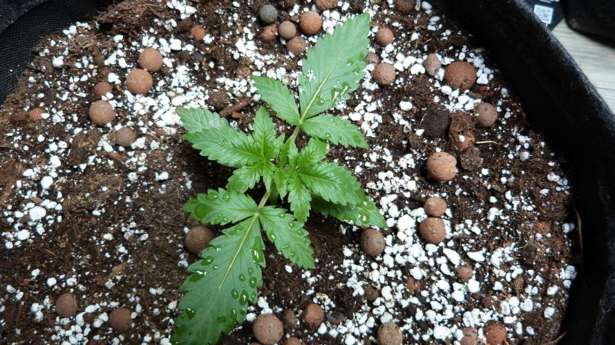 GoodGenetix G-Donutz Automatic. Week 3