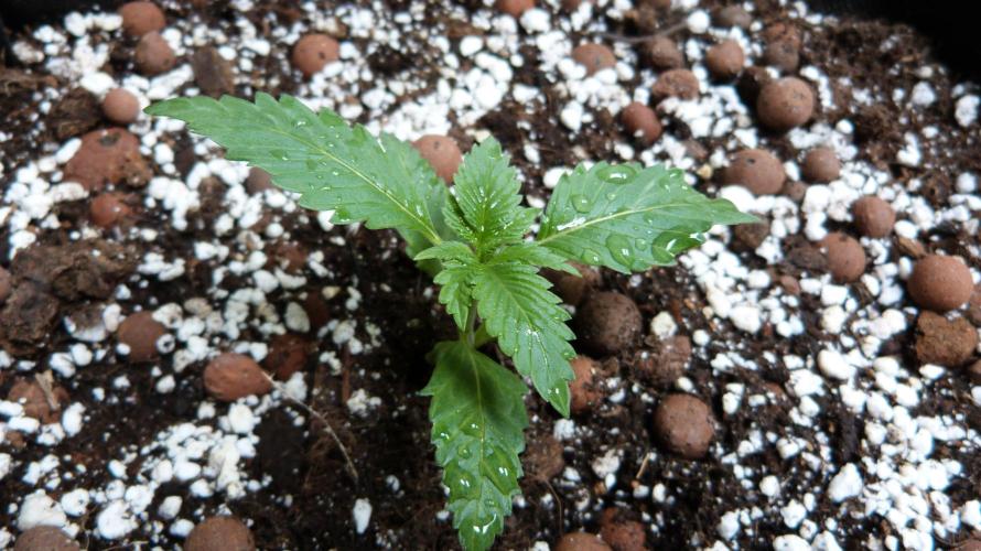 GoodGenetix Permanent-G Automatic. Week 3