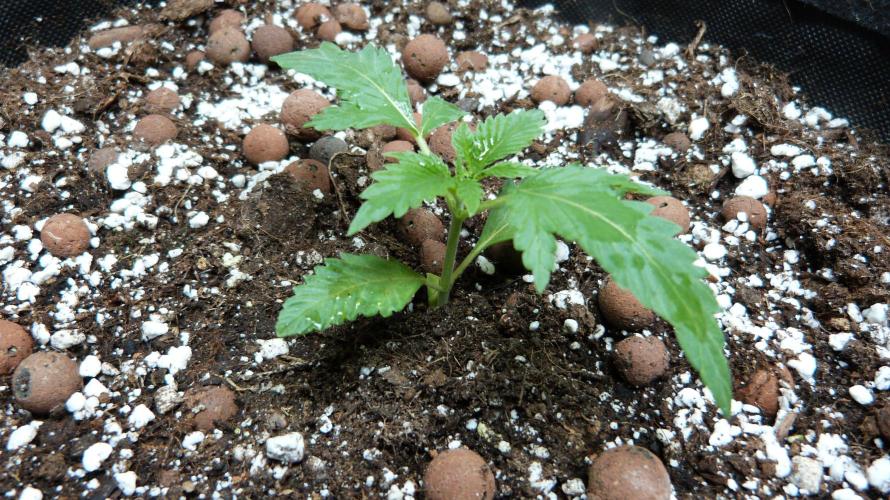 GoodGenetix Permanent-G Automatic. Week 3
