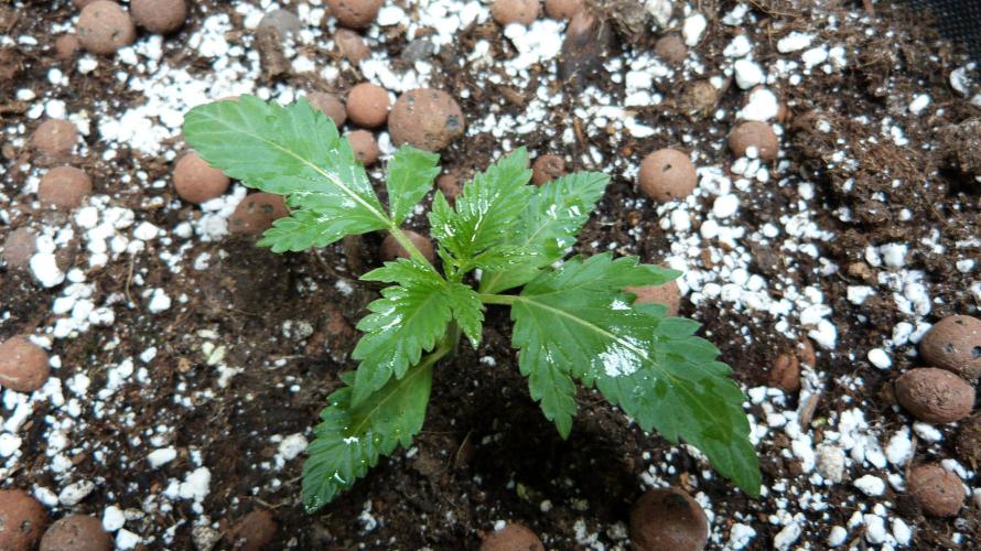 GoodGenetix Permanent-G Automatic. Week 3