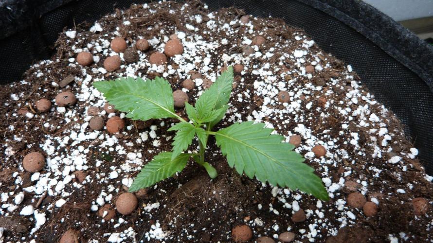 GoodGenetix Permanent-G Automatic. Week 3