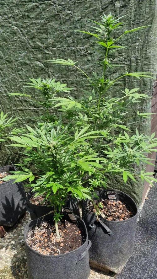 Lemon Cherry Cookies Auto. Week 9