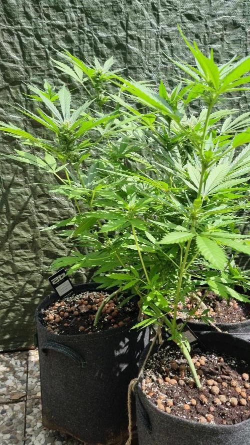 Apricot Auto. Week 9