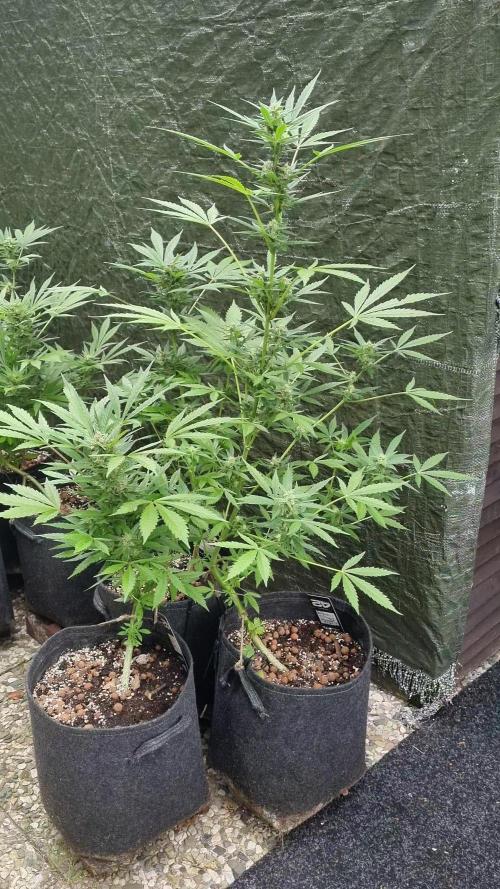 3in1 Outdoor Lemon Cherry Cookies Auto