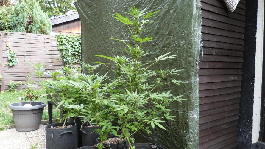 3in1 Outdoor Lemon Cherry Cookies Auto. Week 10