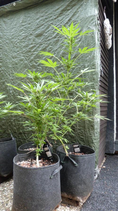3in1 Outdoor Lemon Cherry Cookies Auto. Week 10