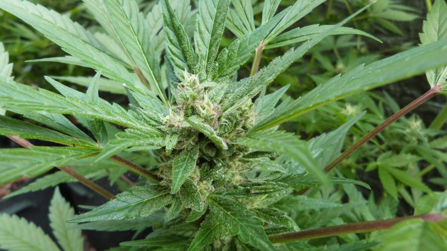 3in1 Outdoor Lemon Cherry Cookies Auto. Week 10