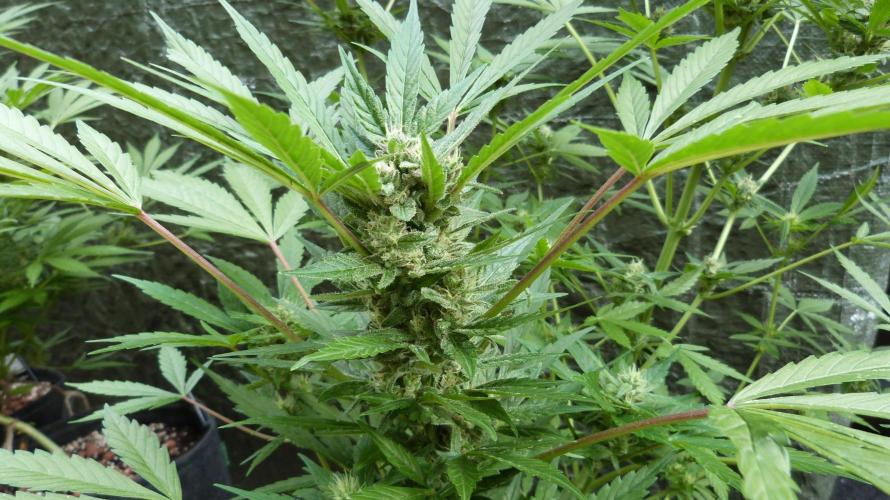 3in1 Outdoor Lemon Cherry Cookies Auto. Week 10