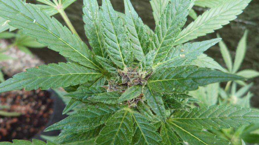 3in1 Outdoor Lemon Cherry Cookies Auto. Week 10