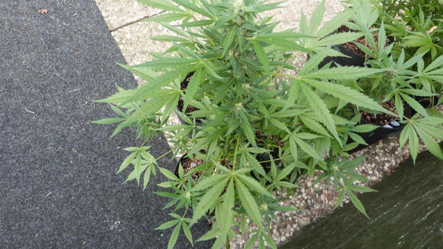 3in1 Outdoor Lemon Cherry Cookies Auto. Week 10