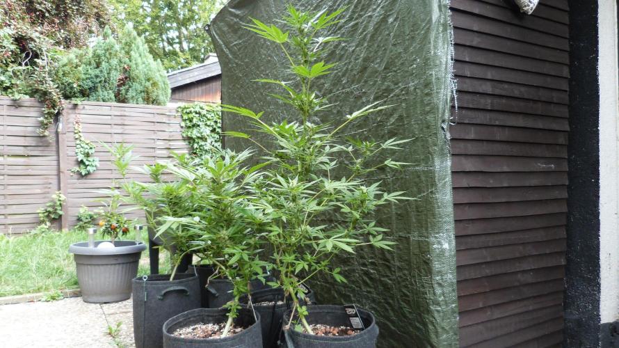 3in1 Outdoor Lemon Cherry Cookies Auto. Week 10