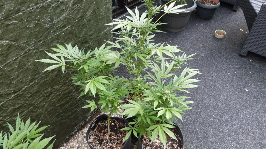 3in1 Outdoor Lemon Cherry Cookies Auto. Week 10