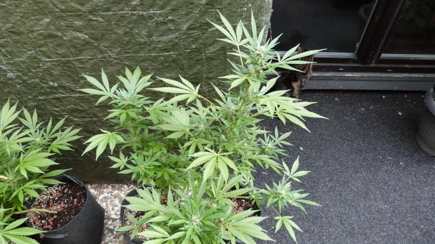 3in1 Outdoor Lemon Cherry Cookies Auto. Week 10