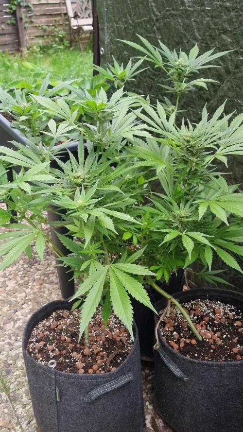 3in1 OUTDOOR Apricot Automatic FastBuds
