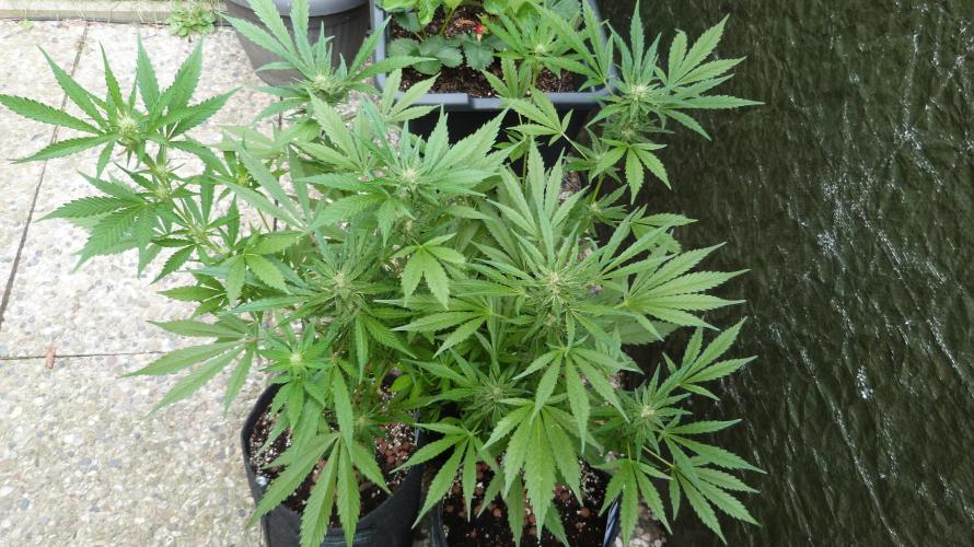 3in1 OUTDOOR Apricot Automatic FastBuds. Week 10