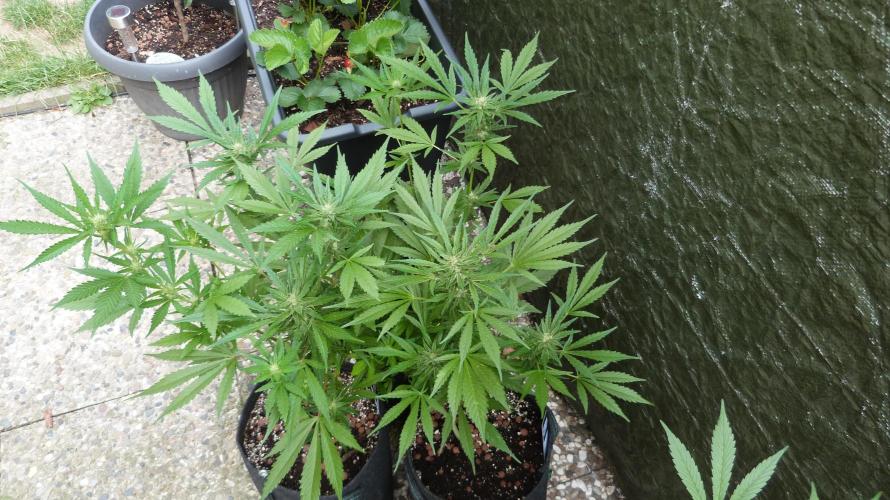 3in1 OUTDOOR Apricot Automatic FastBuds. Week 10