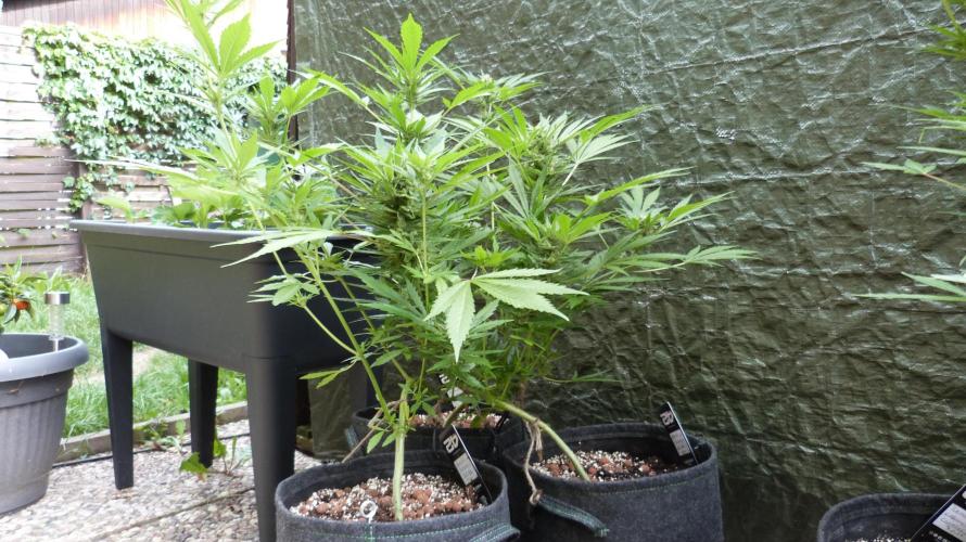 3in1 OUTDOOR Apricot Automatic FastBuds. Week 10
