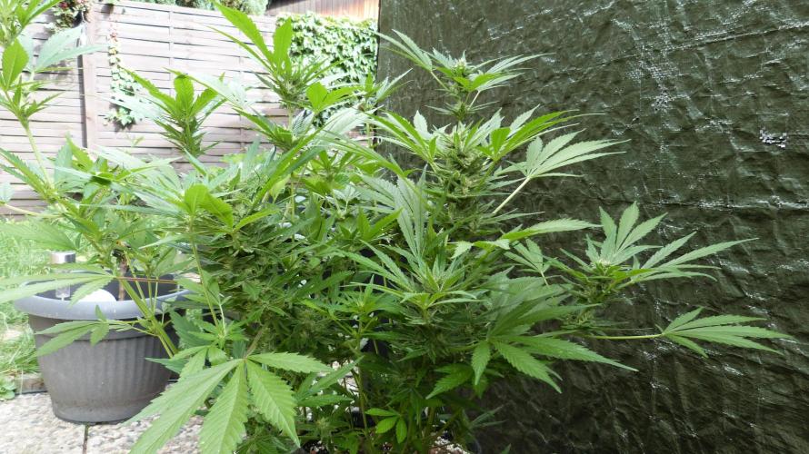 3in1 OUTDOOR Apricot Automatic FastBuds. Week 10