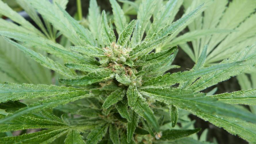 3in1 OUTDOOR Apricot Automatic FastBuds. Week 10