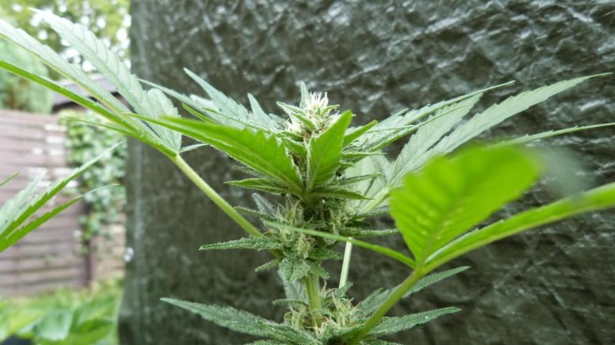 3in1 OUTDOOR Apricot Automatic FastBuds. Week 10