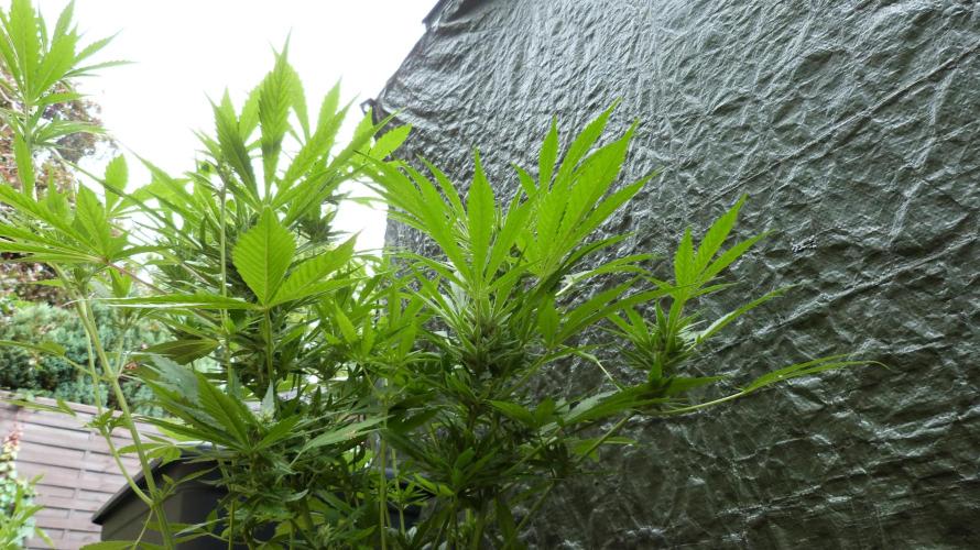 3in1 OUTDOOR Apricot Automatic FastBuds. Week 10